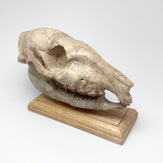 Fossilized Mesohippus Horse Full Skull - Rocks and Gems Canada