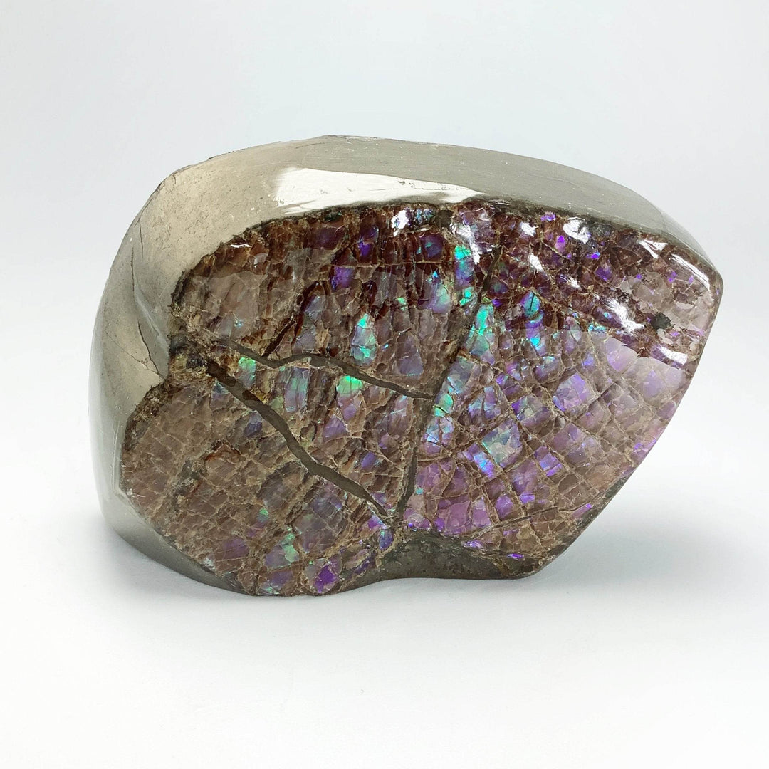 Ammolite Specimen - Rocks and Gems Canada