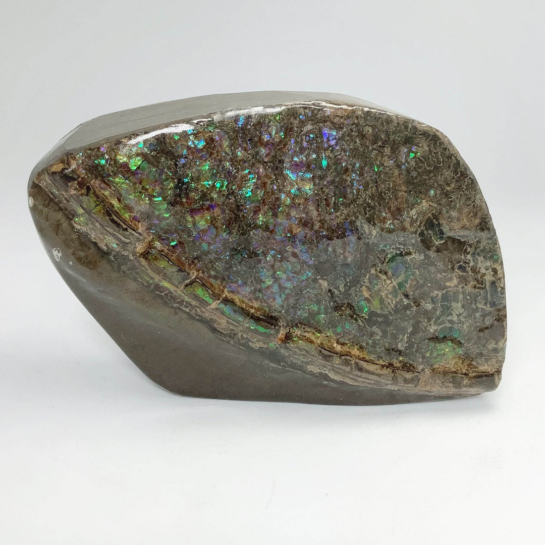 Ammolite Specimen - Rocks and Gems Canada