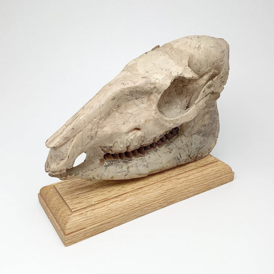 Fossilized Mesohippus Horse Full Skull - Rocks and Gems Canada