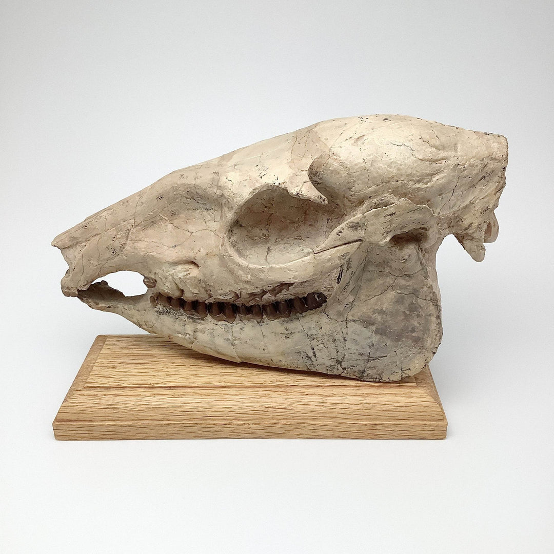 Fossilized Mesohippus Horse Full Skull - Rocks and Gems Canada