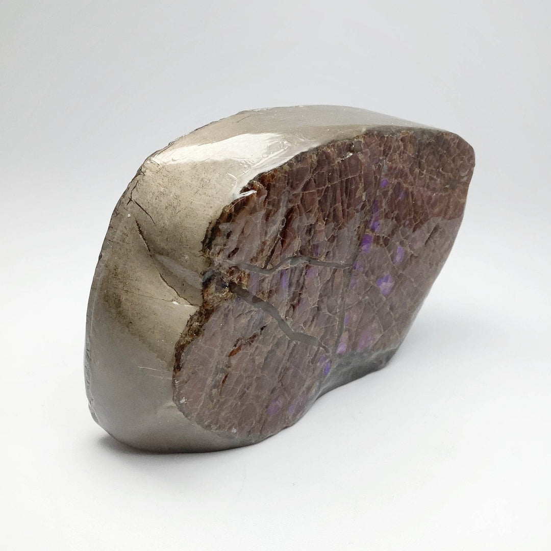 Ammolite Specimen - Rocks and Gems Canada