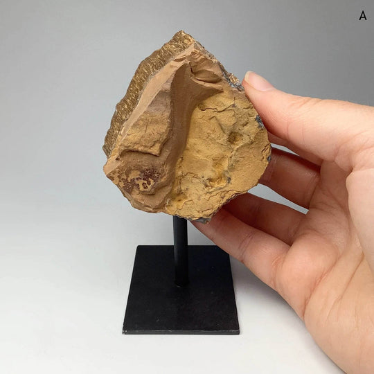 Rough Tiger Eye on Display Stand - Rocks and Gems Canada