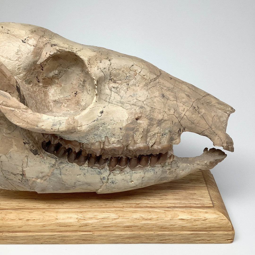 Fossilized Mesohippus Horse Full Skull - Rocks and Gems Canada