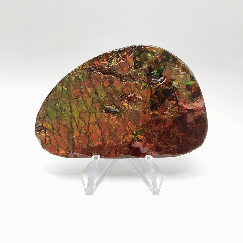 Ammolite Specimen - Rocks and Gems Canada