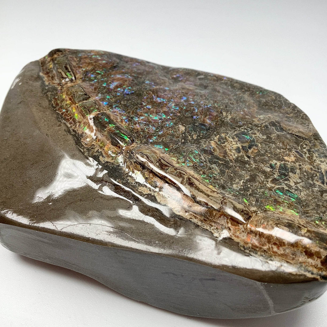 Ammolite Specimen - Rocks and Gems Canada
