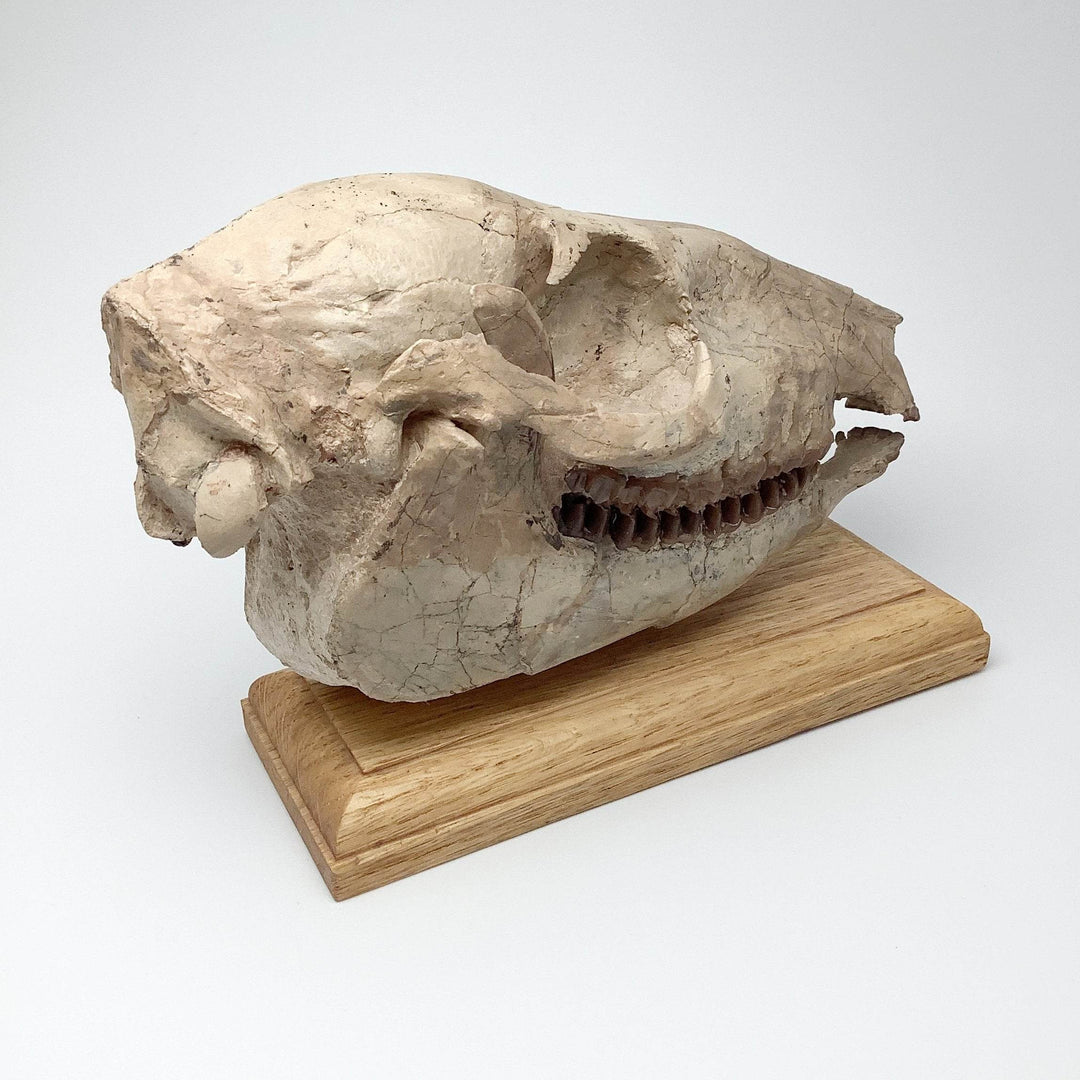 Fossilized Mesohippus Horse Full Skull - Rocks and Gems Canada