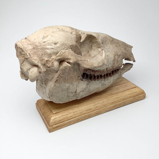 Fossilized Mesohippus Horse Full Skull - Rocks and Gems Canada