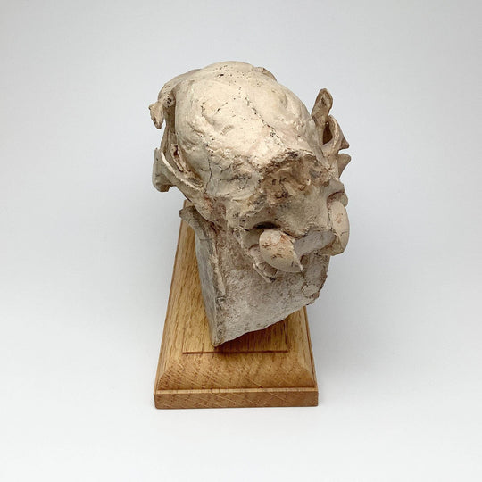 Fossilized Mesohippus Horse Full Skull - Rocks and Gems Canada