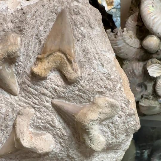 Fossilized Otodus/Lamna Shark Tooth Specimen in Matrix