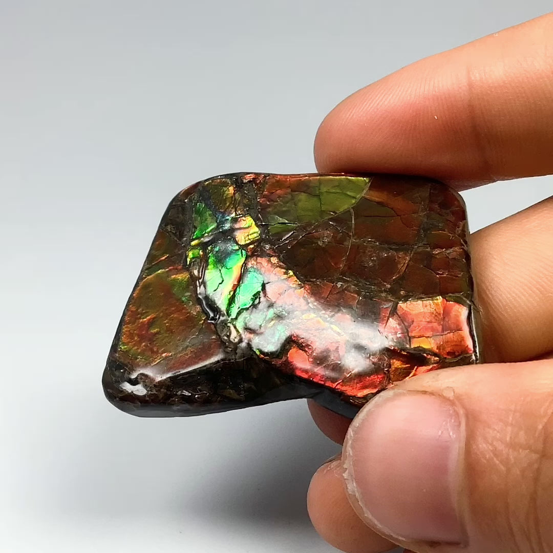 Ammolite Specimen