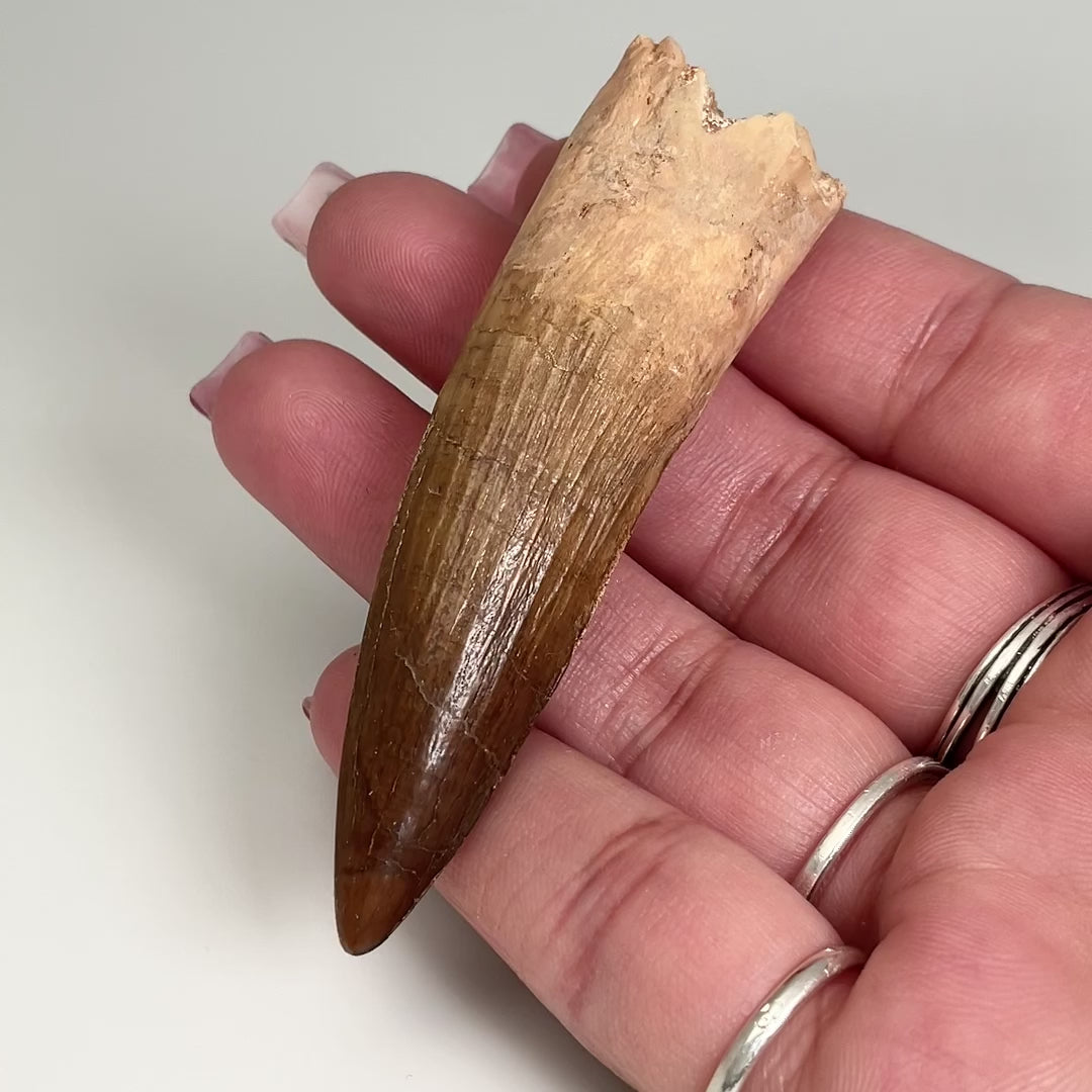 Fossilized Spinosaurus Tooth Specimen