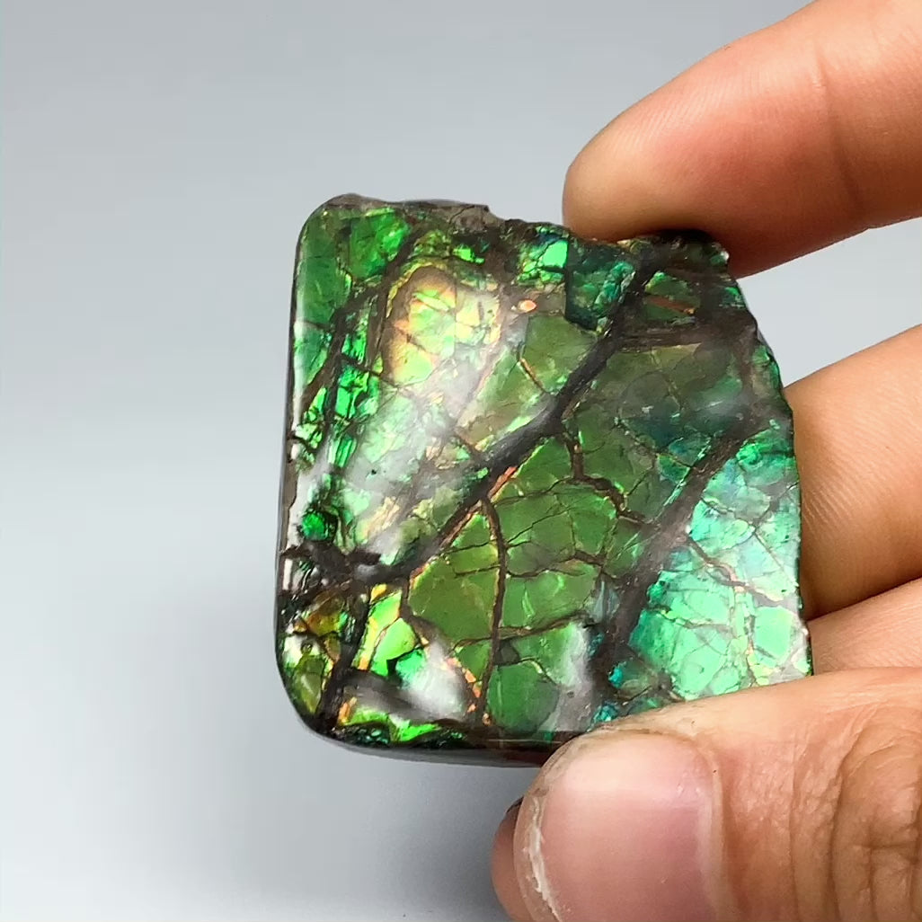 Ammolite Specimen
