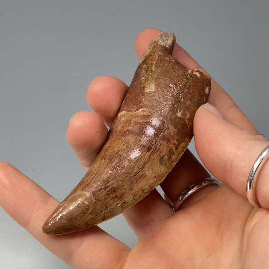 Fossilized Carcharodontosaurus Dinosaur Tooth Specimen