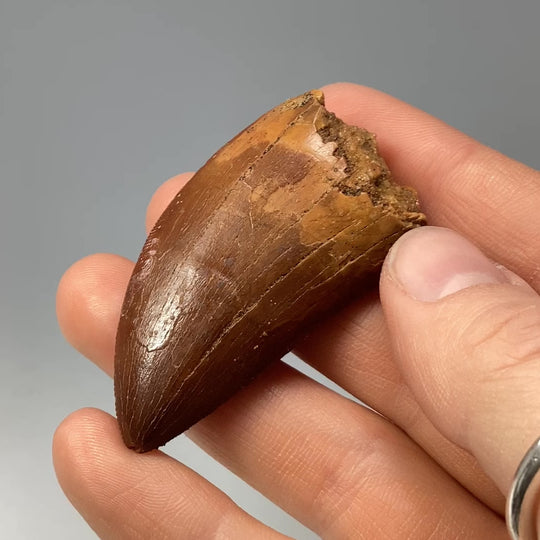 Fossilized Carcharodontosaurus Dinosaur Tooth Specimen
