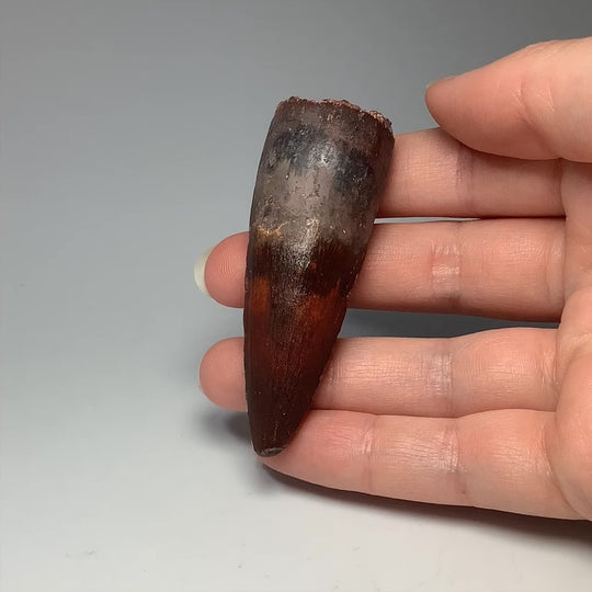 Fossilized Spinosaurus Tooth Specimen