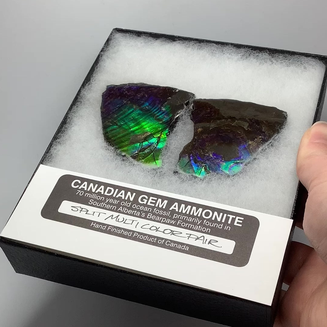 Ammolite Gem Display Box