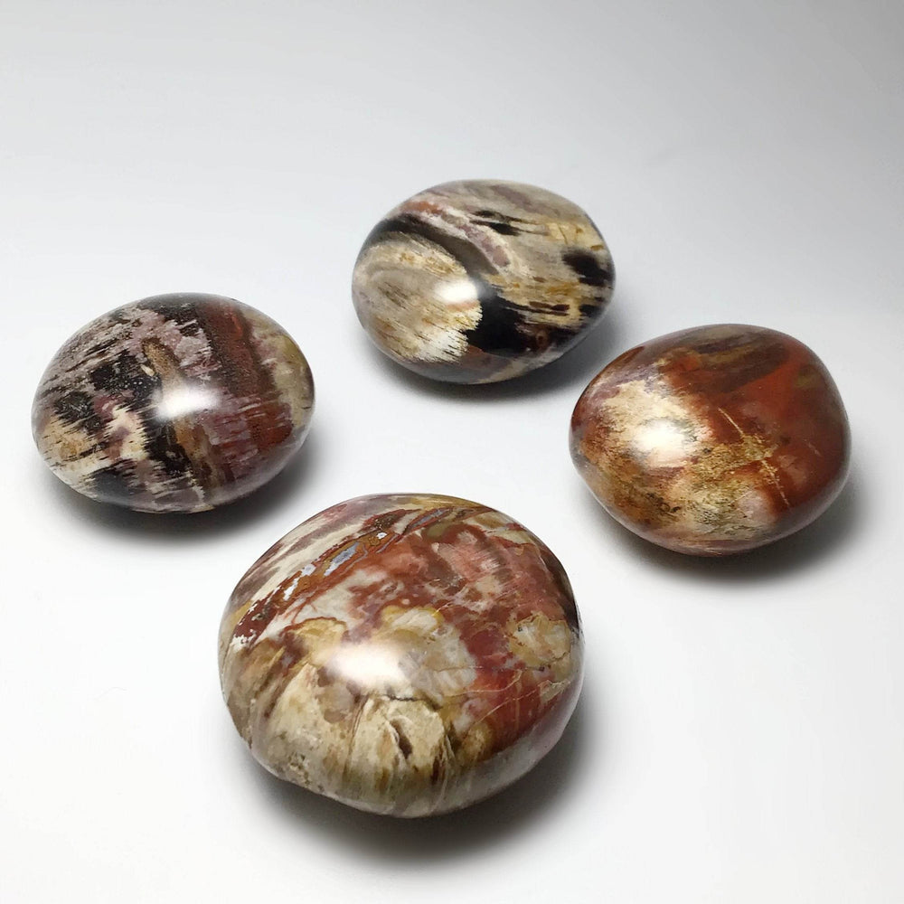 Petrified Wood Tumble - Rocks and Gems Canada