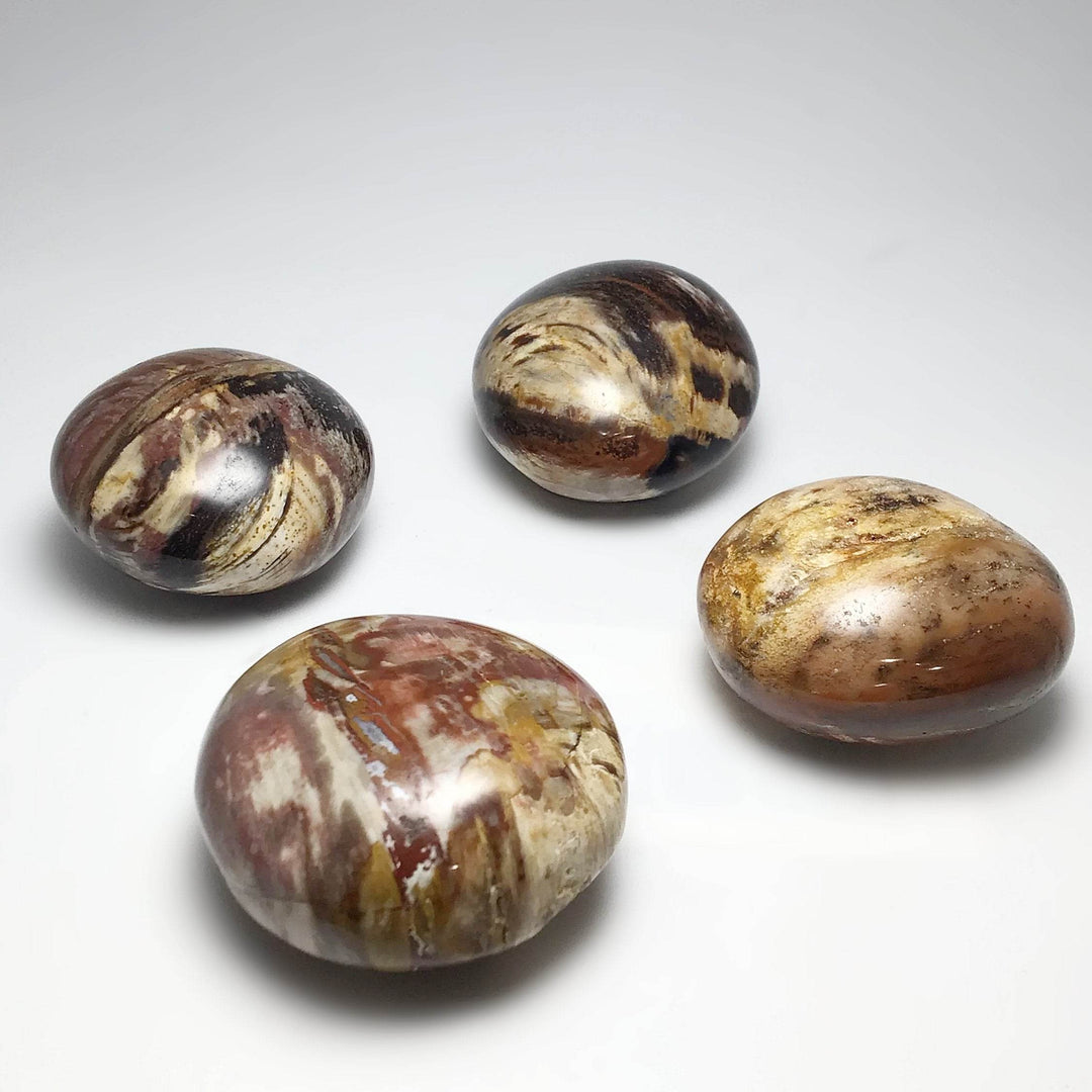 Petrified Wood Tumble - Rocks and Gems Canada