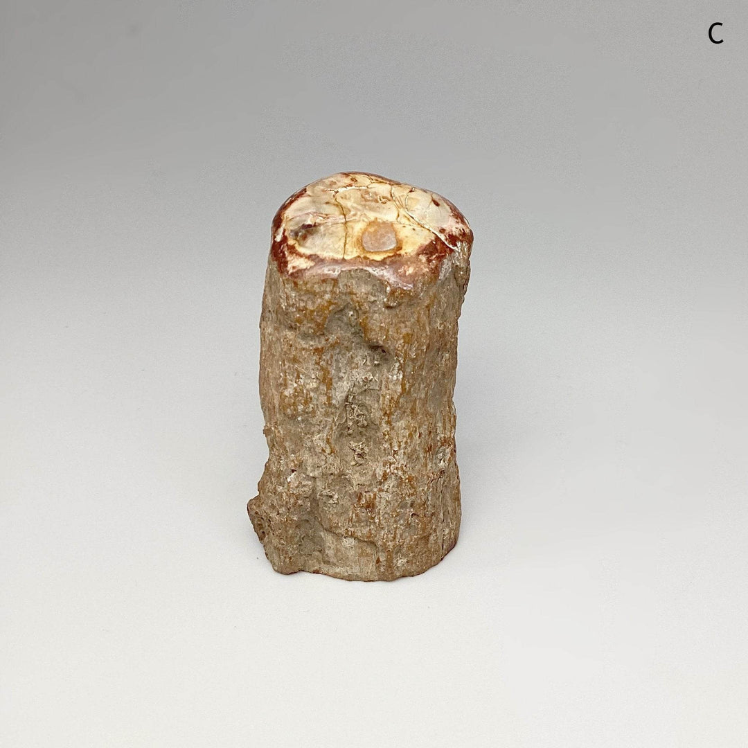 Petrified Wood Branch - Rocks and Gems Canada