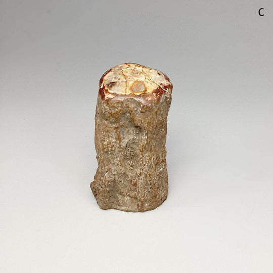 Petrified Wood Branch - Rocks and Gems Canada