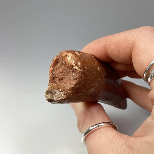 Fossilized Carcharodontosaurus Dinosaur Tooth Specimen - Rocks and Gems Canada