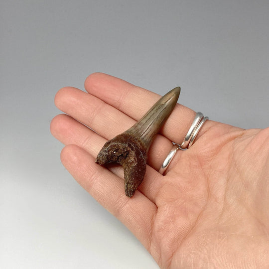 Fossilized Shark Tooth Specimen: Mako - Rocks and Gems Canada