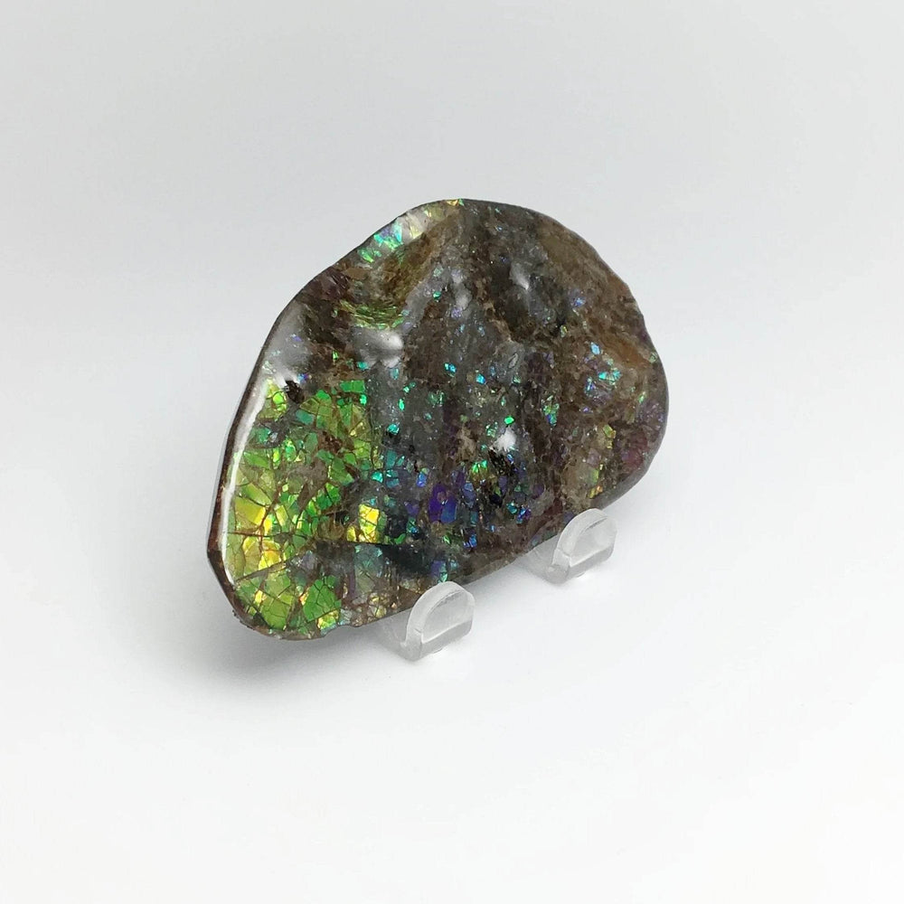 Ammolite Specimen - Rocks and Gems Canada
