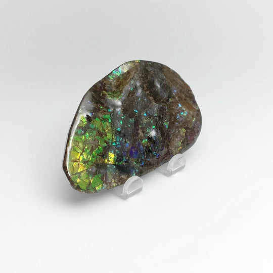 Ammolite Specimen - Rocks and Gems Canada