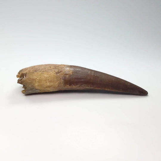 Fossilized Spinosaurus Tooth Specimen - Rocks and Gems Canada