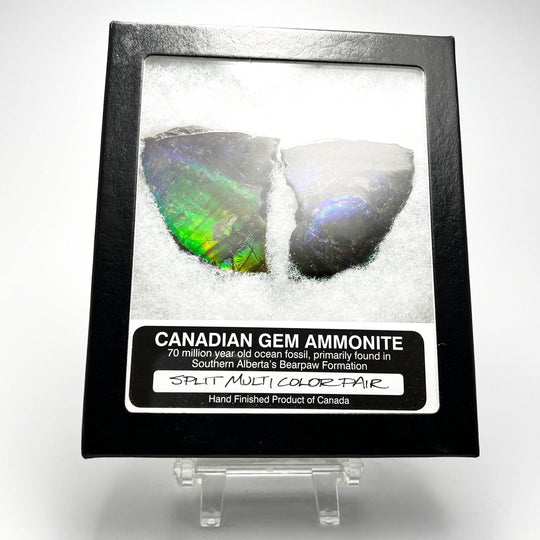 Ammolite Gem Display Box - Rocks and Gems Canada