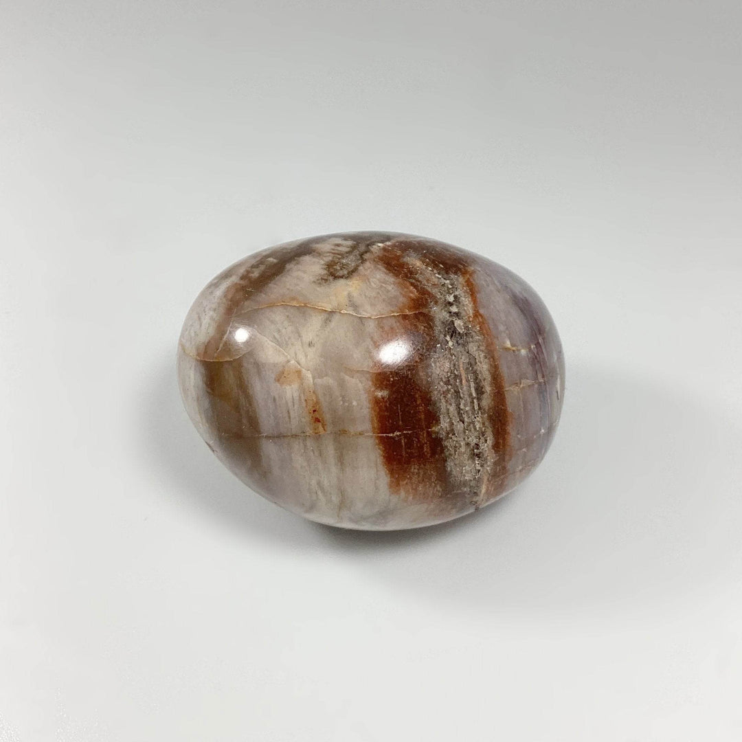Petrified Wood Tumble - Rocks and Gems Canada