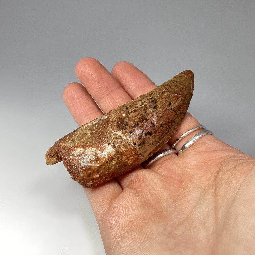 Fossilized Carcharodontosaurus Dinosaur Tooth Specimen - Rocks and Gems Canada