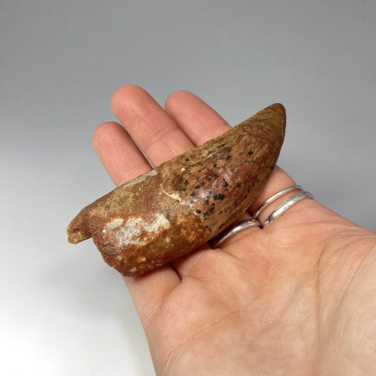 Fossilized Carcharodontosaurus Dinosaur Tooth Specimen - Rocks and Gems Canada