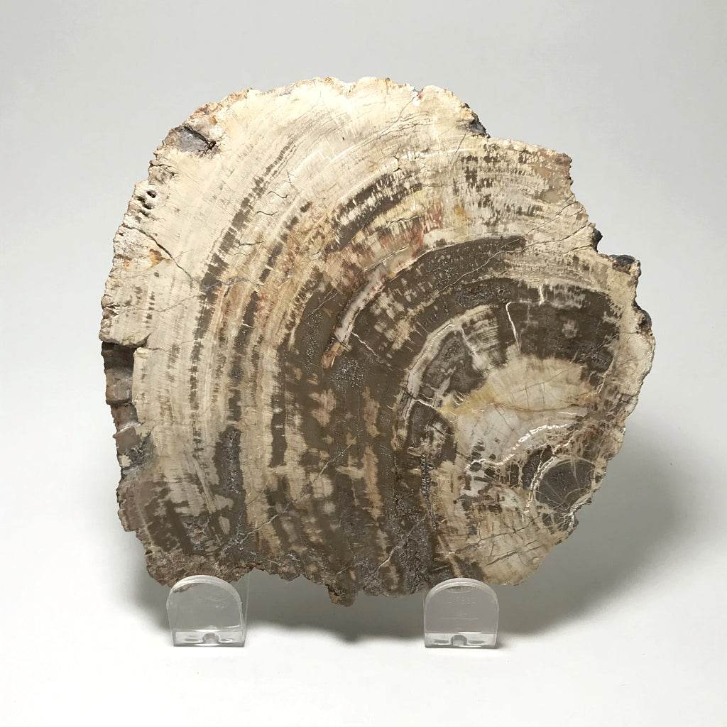 Araucaria Petrified Wood Slice - Rocks and Gems Canada