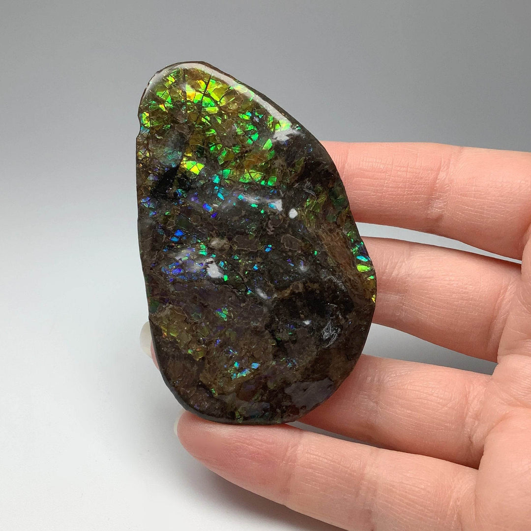 Ammolite Specimen - Rocks and Gems Canada