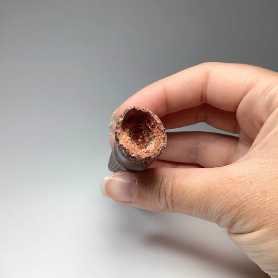 Fossilized Spinosaurus Tooth Specimen - Rocks and Gems Canada