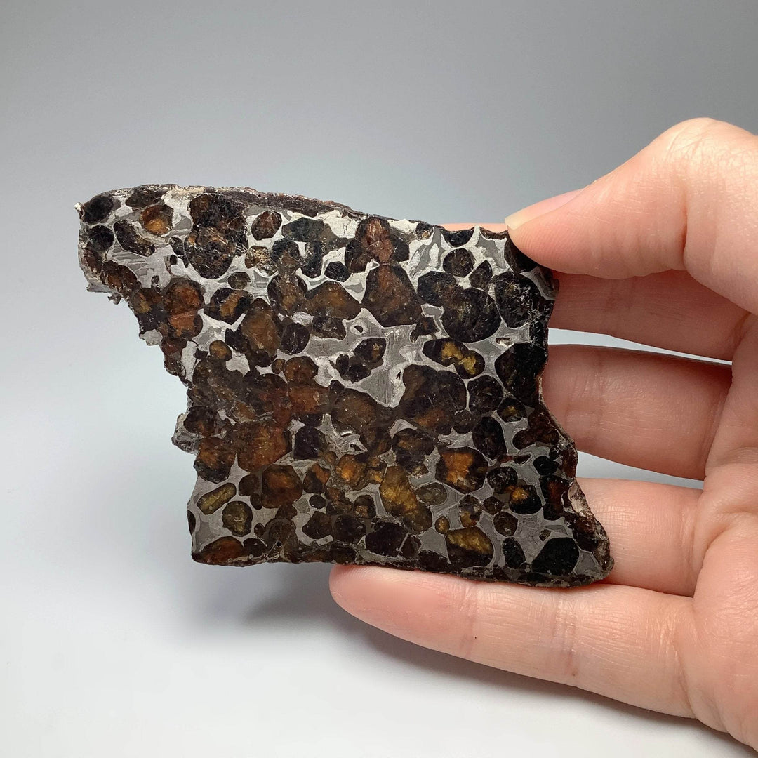 Sericho Meteorite Slice - Rocks and Gems Canada