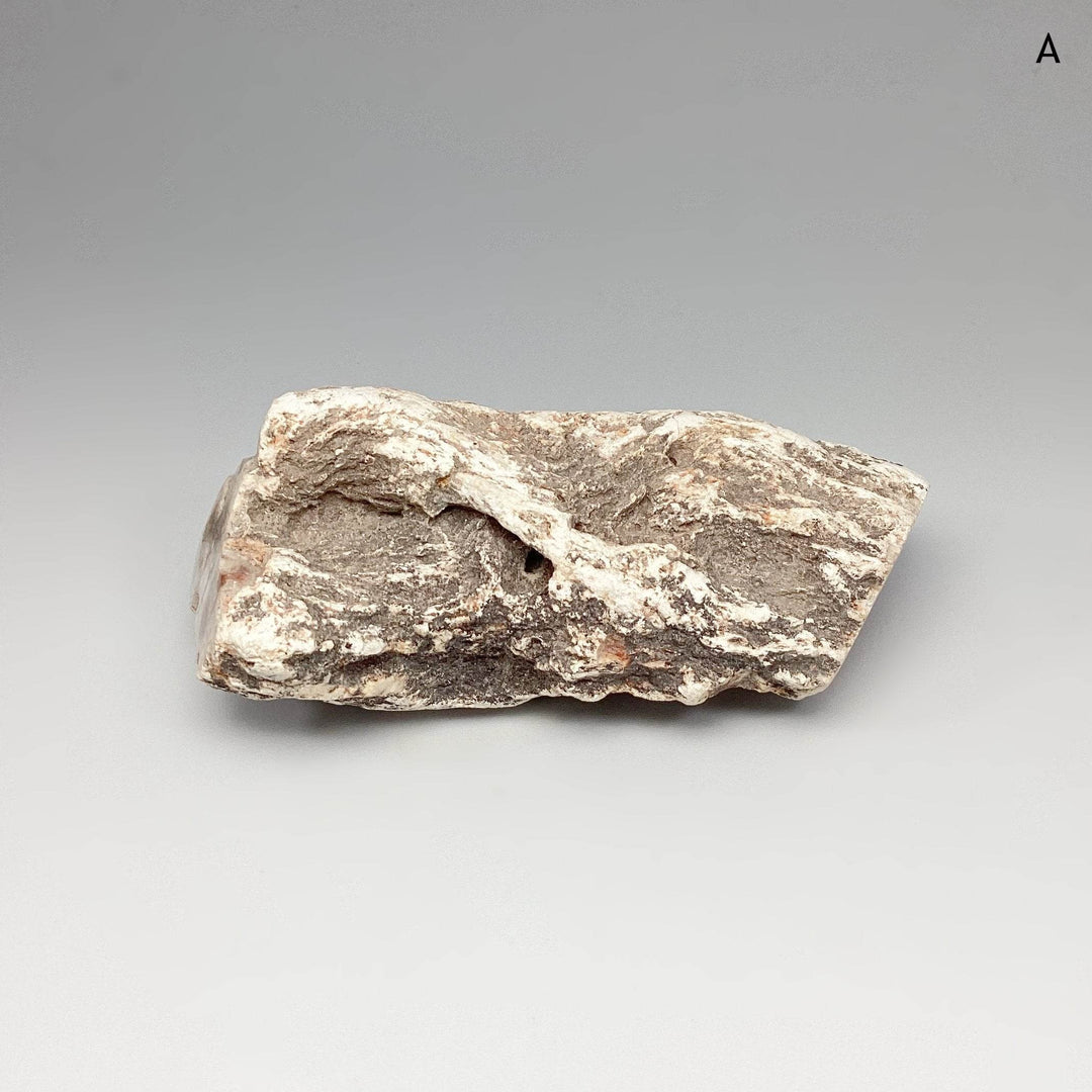 Petrified Wood Branch - Rocks and Gems Canada