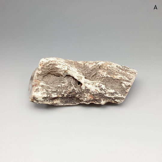 Petrified Wood Branch - Rocks and Gems Canada