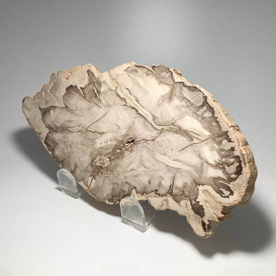 Araucaria Petrified Wood Slice - Rocks and Gems Canada
