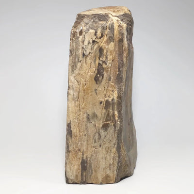 Petrified Wood Stand Up
