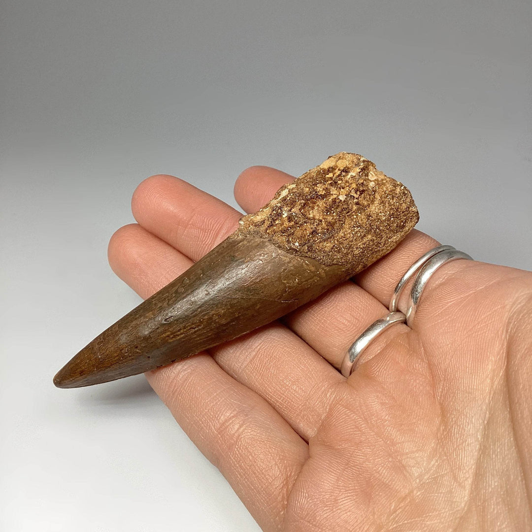Fossilized Spinosaurus Tooth Specimen - Rocks and Gems Canada