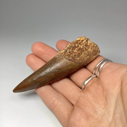 Fossilized Spinosaurus Tooth Specimen - Rocks and Gems Canada