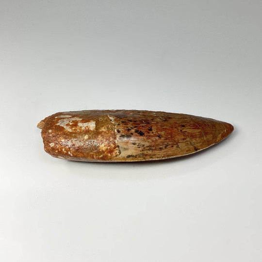 Fossilized Carcharodontosaurus Dinosaur Tooth Specimen - Rocks and Gems Canada