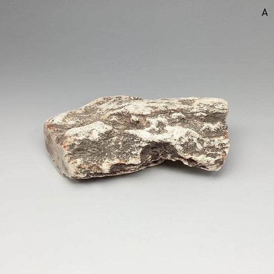 Petrified Wood Branch - Rocks and Gems Canada