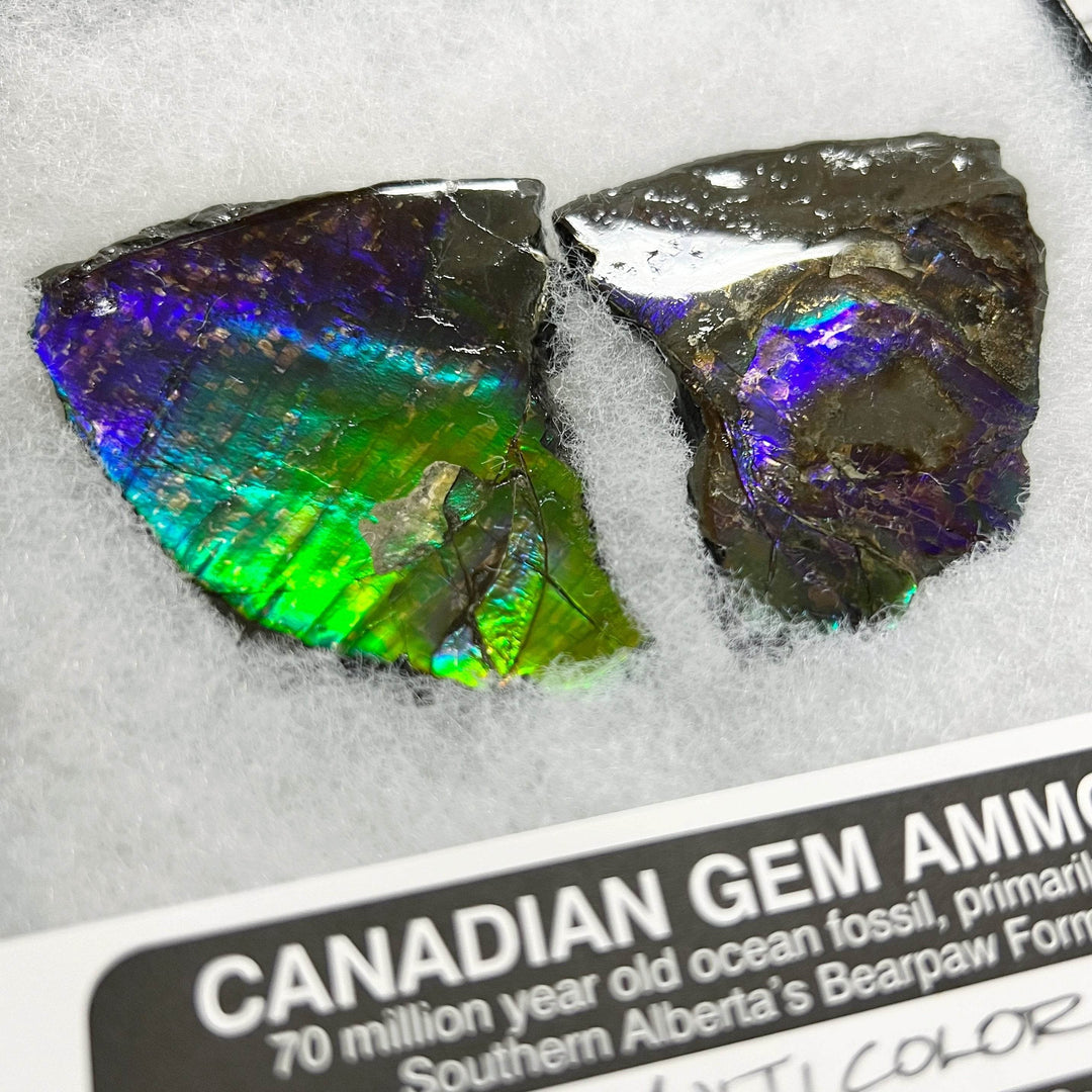 Ammolite Gem Display Box - Rocks and Gems Canada