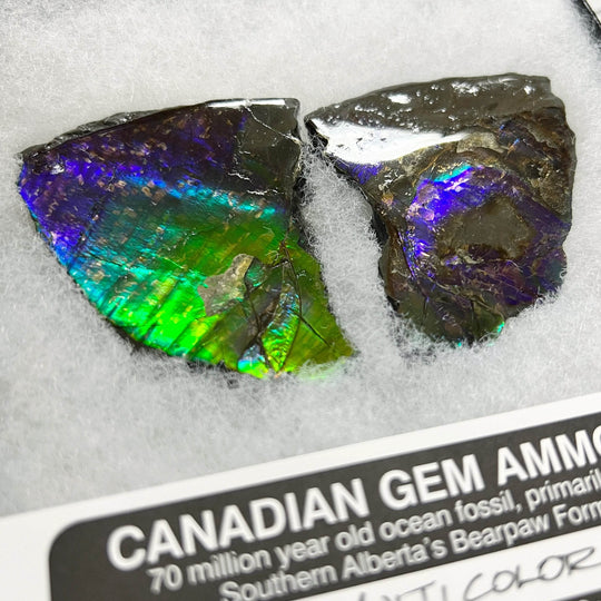 Ammolite Gem Display Box - Rocks and Gems Canada