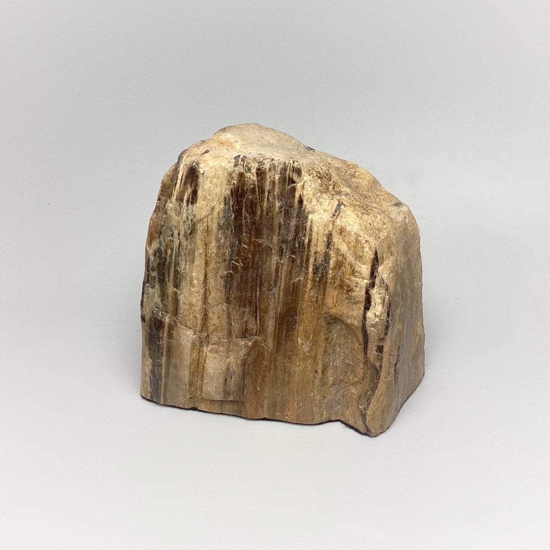 Petrified Wood Stand Up - Rocks and Gems Canada