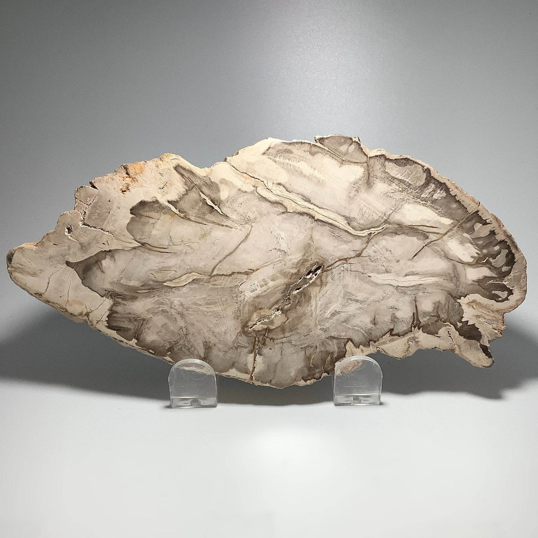 Araucaria Petrified Wood Slice - Rocks and Gems Canada